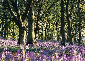 Spring Wood Lodges